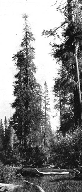 8. Lodgepole pine_CraterLake