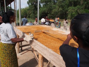 PADDY DRYING after parboiling.