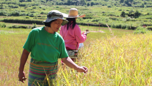  From a hesitant farmer, Neneng has become confident community leader and totally in her element working in their farm.