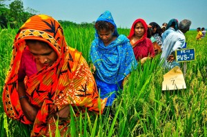 Women are now involved in participatory varietal selection. (Photo: GRiSP)