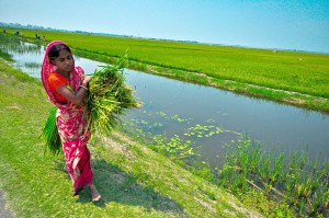 Swarna-Sub1, a flood-tolerant rice variety, helps ease the burden of women farmers.(Photo: GRiSP)