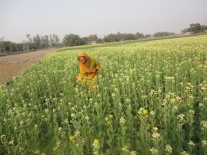 Women like Fatema Begum, a widow from a rural village in Bangladesh, now have access to new rice varieties and other crops. (Photo: GRiSP)