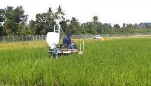 IRRI’s postharvest team measured up to 9% yield increase using POLARO to apply urea and complete fertilizer. (Photo: Miriam Gummert, IRRI)