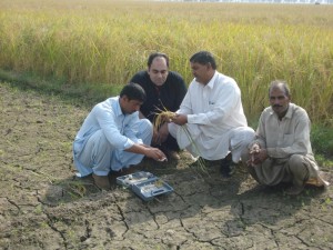 3. QC's checking grain quality