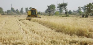 5. Harvesting the crop