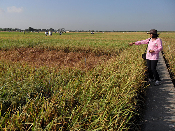 Dr. N. Lang, head of the Breeding Division, Cuu Long Delta Rice Research Institute (CLRRI) in Vietnam, points at hopper burn— a patch of dead, dried out rice plants in the field. (Photo: K.K. Jena)