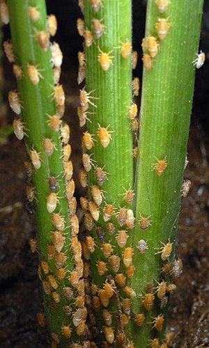 Brown planthoppers travel on the summer winds from Vietnam to Korea, wreaking havoc in rice fields along the way. (Photo: K. K. Jena)