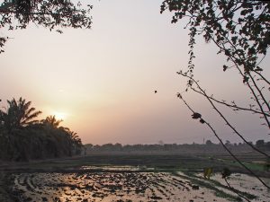 Farmers’ rice fields in M’bé.