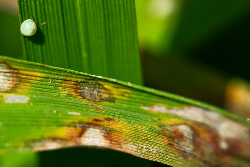 The rice fungal disease known as blast is a scourge to farmers across the rice-growing world.