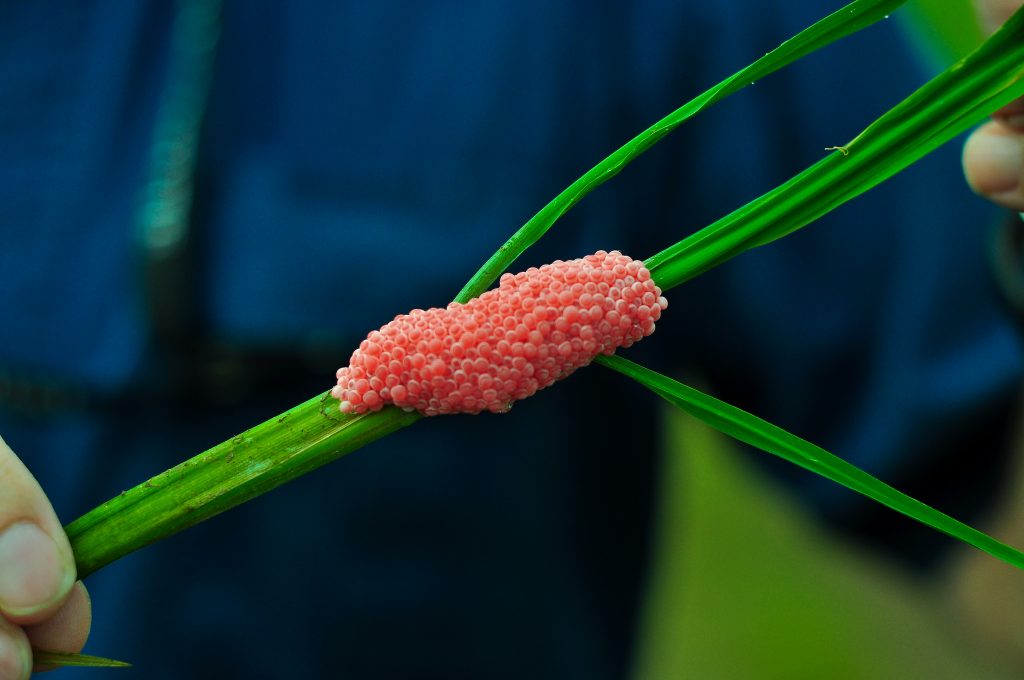 Golden apple snail eggs. Apple snails have been a problem for Asian rice farmers for decades are among the most damaging pests of rice and other aquatic crops. (Photo: IRRI)