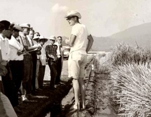 Dr. Jennings at IRRI in 1966.