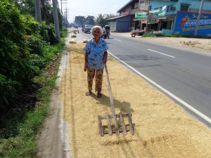 Maria Santos, a farmer at heart, continues to be actively involved in the family farm business. (Photo: IRRI)