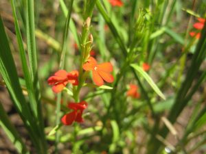 Striga asiatica (Photo: AfricaRice)