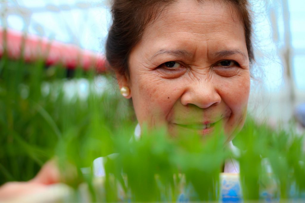 8.Casiana Vera Cruz is among the pioneer female scientists at IRRI where she worked as a plant pathologist. “I really didn’t feel that being a female staff member was any kind of problem for me,” Dr. Vera Cruz said. Although she had the opportunity to be part of IRRI’s upper management but “I preferred working in science.” She conducted research on host-plant resistance to diseases and bacterial and fungal disease screening in rice breeding programs . She is a technical writer and editor, along other pathologists, of IRRI’s online resource Rice diseases: their biology and selected management practices. Currently, she is serving as an IRRI consultant. (Photo: IRRI)