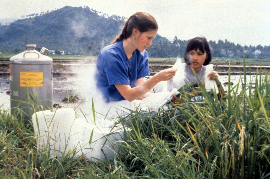 Dr. McCouch, shown here collecting samples for genome mapping at IRRI, is a Professor of Plant Breeding and Genetics, Plant Biology, Biological Statistics and Computational Biology at Cornell University. In 1988, she worked with Chinese colleagues Z. H. Yu and Z. Y. Wang, put together that first molecular map of rice which was published in 1988. “I made my first trip to IRRI to present the results of that work,” she said. “I was stunned by the number of people in so many diverse fields, all of them concentrated on rice. I was excited by it all. I think people were equally excited by the work we were doing at Cornell. There was a very good synergy and I think that first visit was the thing that cemented the relationship that would evolve into a job opportunity at IRRI when I finished my PhD in 1990.” (Photo: IRRI)