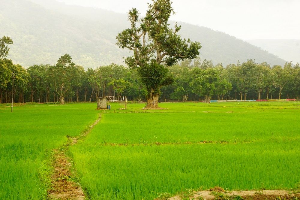 Once on the verge of collapse, the farmers of Sadivayal have turned their fate around and now the village has become a role model in the region. (Photo: Amrita SeRVe©)