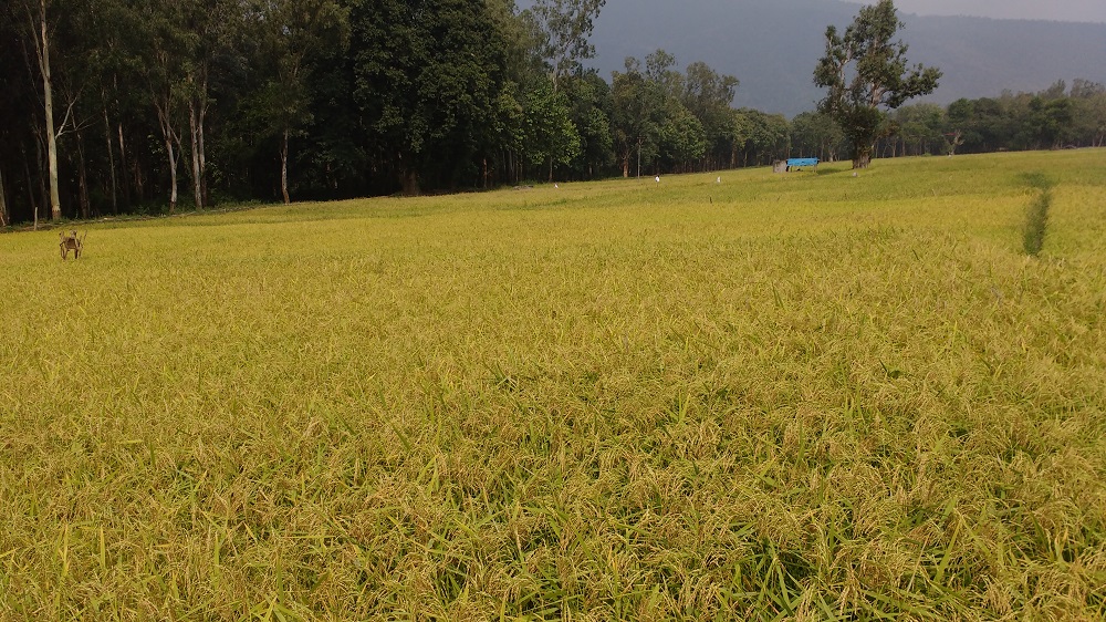 The village's hard efforts were rewarded by a bountiful first harvest in January 2017 The Sadivayal farmers harvested their first profitable crop in five years. (Photo: Amrita SeRVe©)