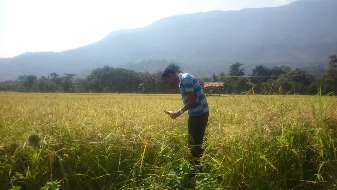 Amrita SeRVe agricultural program manager Sreeni K.R. examines organically grown Bhavani rice cultivated by the village farmers. (Photo: Amrita SeRVe©)