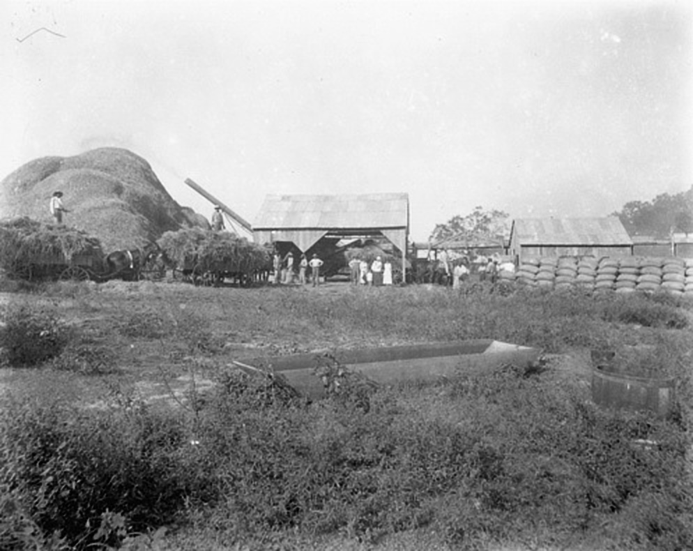 American farmers harvesting rice. (Image courtesy of the Center for Louisiana Studies, University of Louisiana at Lafayette.)