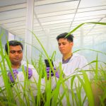 Rice scientists IRRI