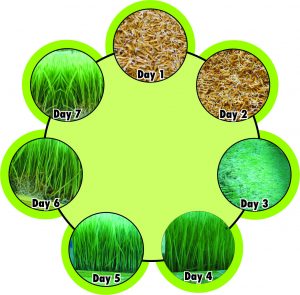 Hydroponics seven-day paddy growing cycle. (Photo: Ayurvet Research Foundation)