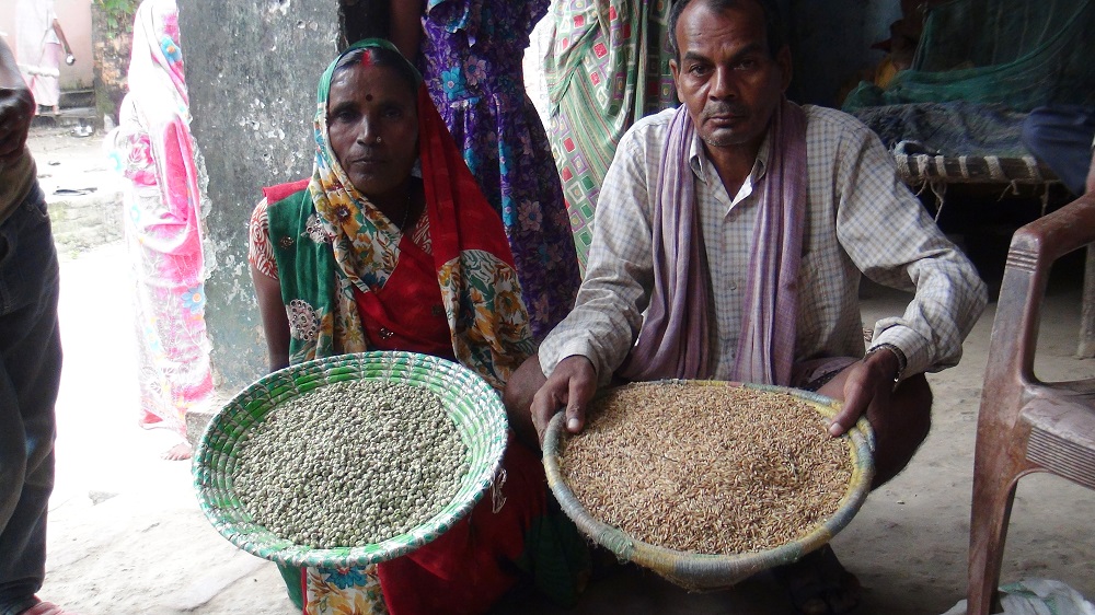 Since Sahbhagi dhan matures earlier, farmers can plant three crops in a year. In eastern Uttar Pradesh, Mrs. Devi and her husband usually cultivate pea and onion crops after rice. (Photo by Lanie Reyes, IRRI)