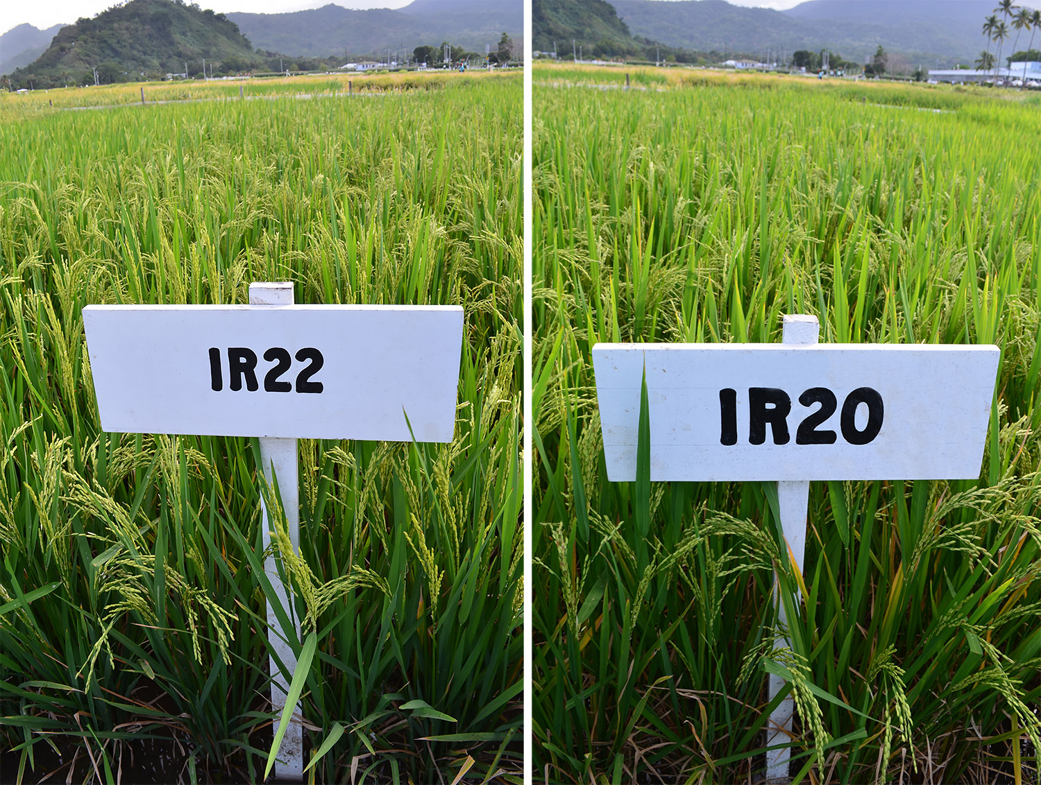 IR22 has a long, slender, translucent grain in contrast with the bold and chalky grain of IR8. IR20 has a medium-long, slender grain with little chalkiness. Its particular value is its disease and insect resistance.  (Photo: IRRI)