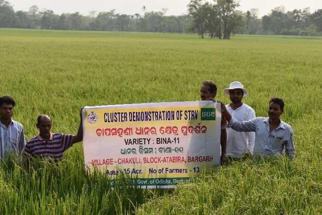 Farmers at the cluster demonstration of BINA dhan-11, a project of DAFE and IRRI. (Photo: IRRI India)