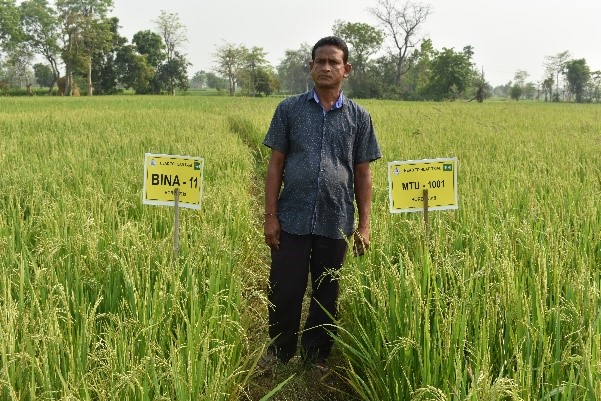 A head-to-head trial compares the agronomic performance of BINA dhan-11 against MTU-1001. Head-to-head trials are effective in improving adoption and varietal replacement through informal seed diffusion. (Photo: IRRI India)