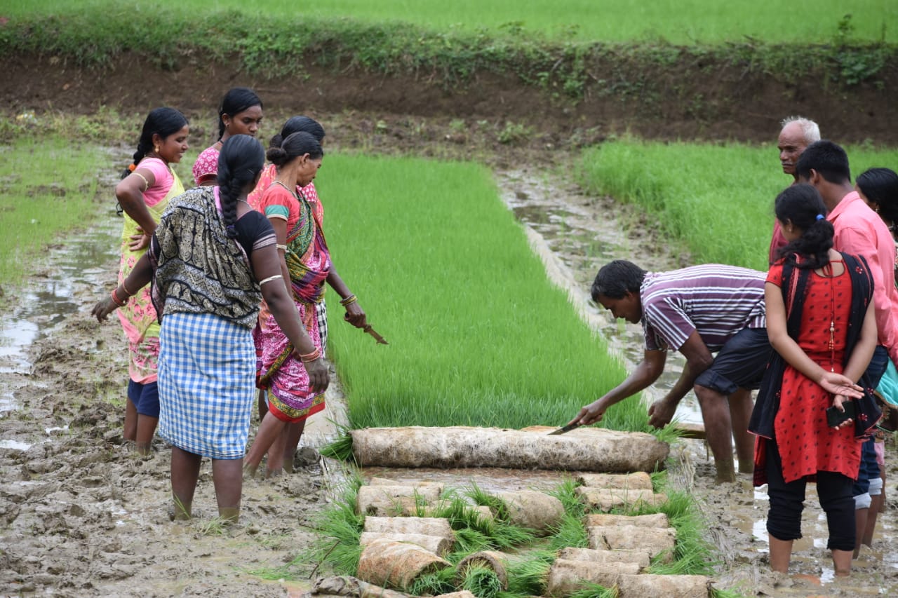 Women paddy seed growers attend training on mat nurseries usage for machine transplanting at Ichhapur Village in Dharamgarh, Kalahandi (Photo: IRRI India)