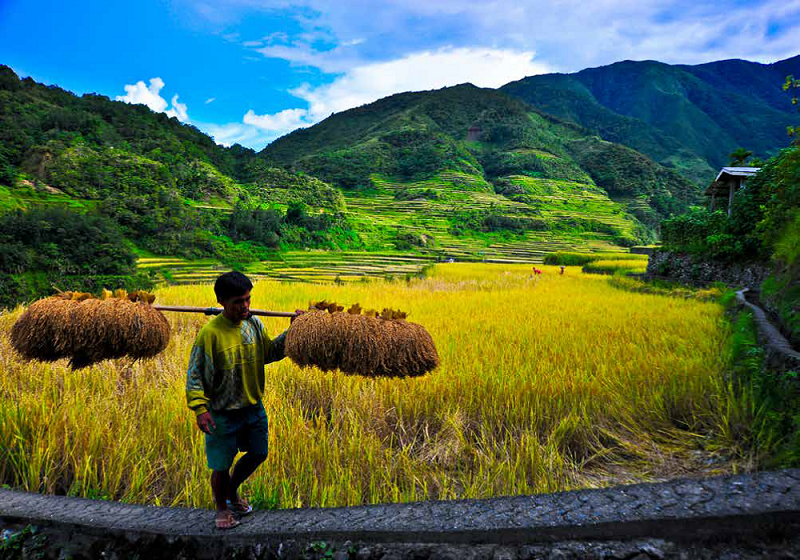 (Photo by Isagani Serrano, IRRI)