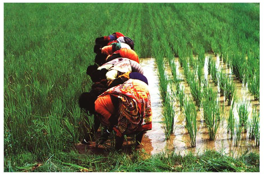 The Conference on Women in Rice Farming systems examined the role of women in rice farming and stressed their importance in the technology development and transfer process.