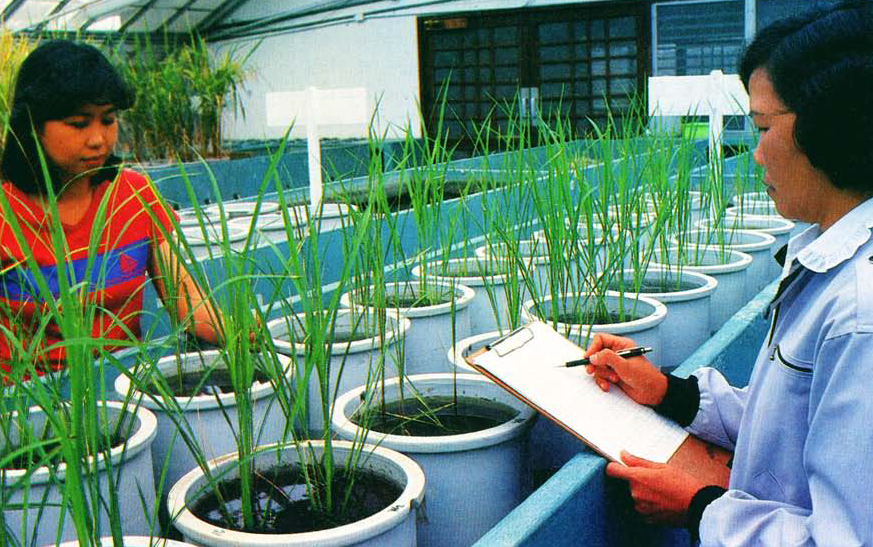 Screening for breeding lines tolerant of problem soil conditions is done in several stages, both in the greenhouse and in the field. (Photo: IRRI)